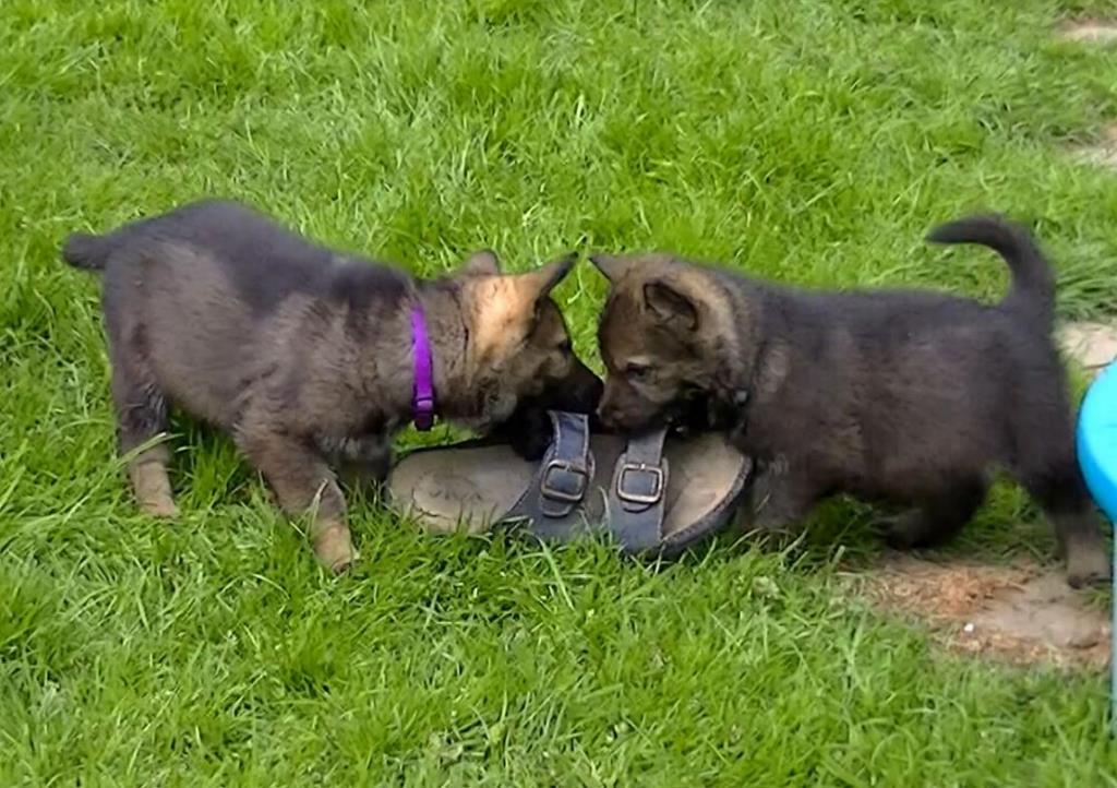 [Bild: 1.5.15-beide-freie-Rueden.JPG]