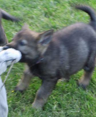 [Bild: Maiko_a3.jpg]